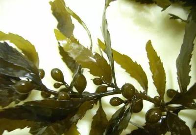 海藻提取物活性成分大揭底 純化技術(shù)與應(yīng)用前景